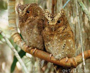 ABOVE Sokoke scops owls on a branch, Arabuko-Sokoke National Park