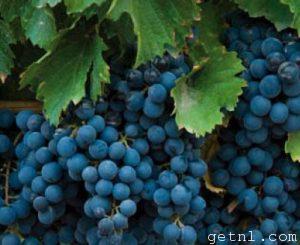 ABOVE Bunches of bluish grapes on the vine, Mendoza
