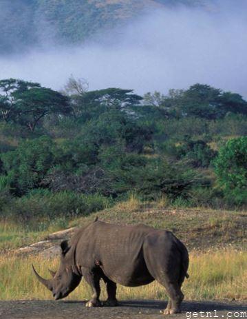 Black rhino, Hluhluwe-Imfolozi Game Reserve, South Africa